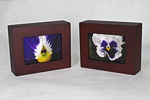 Two framed prints - (Glamorama White Pansy)