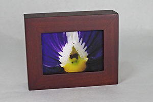 Wee framed print - (Glamorama White Pansy)
