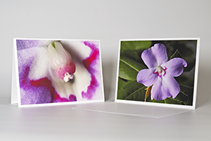 Fine art greeting card - (Oliver's Touch-me-not) – 4.5″x6.25″