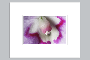 matted print - (Oliver's Touch-Me-Not HBV) - 11″x14″