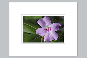 matted print - (Oliver's Touch-Me-Not HV) - 11″x14″