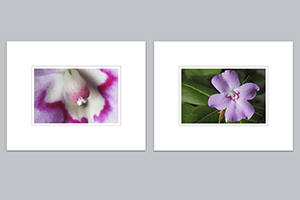 Both matted prints - (Oliver's Touch-me-not) - 11″x14″ each