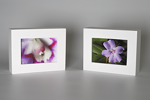 Two framed prints - (Oliver's Touch-me-not) – 3.75″x4.75″ each