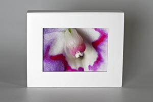 Wee framed print - (Oliver's Touch-me-not HBV) – 3.75″x4.75″