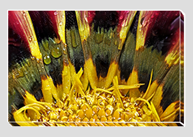 canvas print - (African Daisy Gazania HBV) - 8"x12"