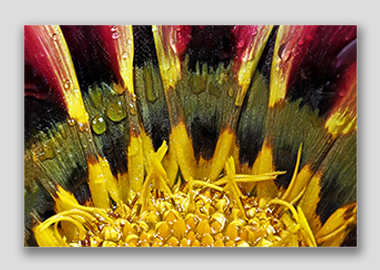 canvas print - (African Daisy Gazania HBV) - 12"x18"