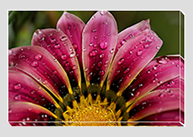 canvas print - (African Daisy Gazania HV) - 8"x12"