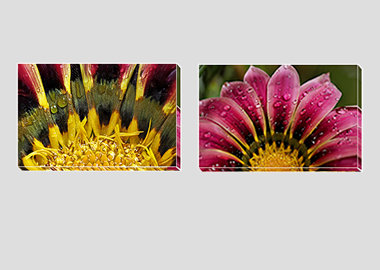 Both canvas prints - (African Daisy Gazania) - 8"x12" each