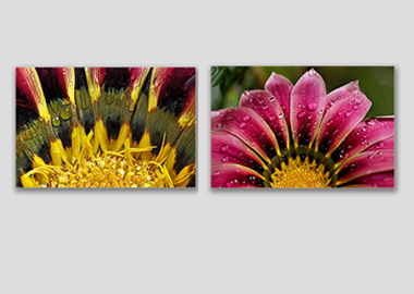 Both canvas prints - (African Daisy Gazania) - 8"x12" each