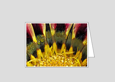 Fine art greeting card - (African Daisy Gazania HBV) – 4.5" x 6.25″