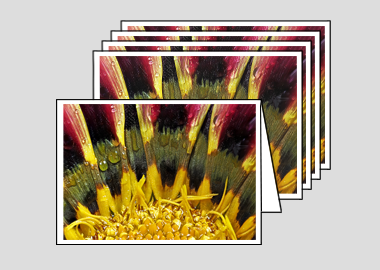 Package of 5 greeting cards - (African Daisy Gazania HBV) – 4.5″x6.25″