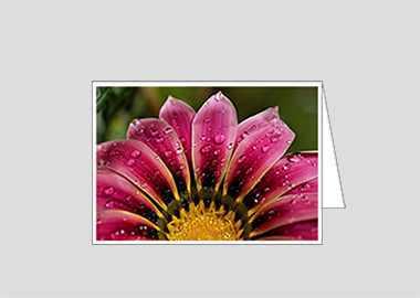 Fine art greeting card - (African Daisy Gazania HV) – 4.5″x6.25″