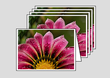 Package of 5 greeting cards - (African Daisy Gazania HV) – 4.5″x6.25″