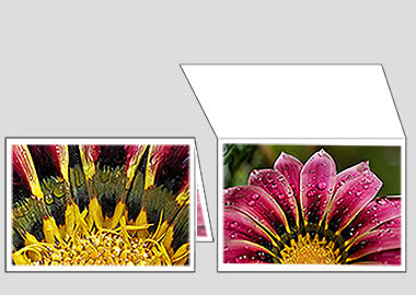 Fine art greeting card - (African Daisy Gazania) – 4.5″x6.25″