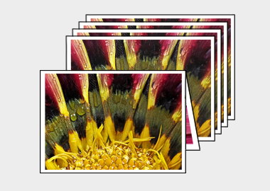 Package of 5 greeting cards - (African Daisy Gazania) – 4.5″x6.25″