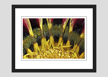 framed print - (African Daisy Gazania HBV) - 8"x10"