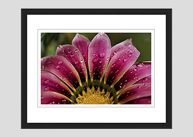 framed print - (African Daisy Gazania HV) - 8"x10"