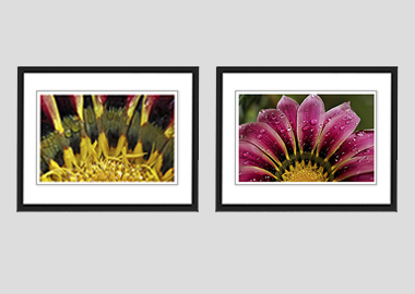 Both framed prints - (African Daisy Gazania) - 8"x10" each