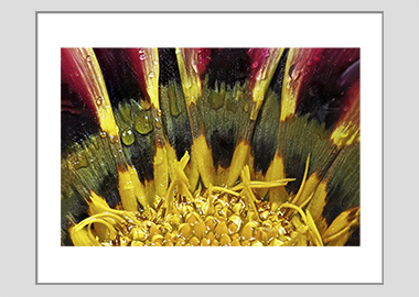 matted print - (African Daisy Gazania HBV) - 11"x14"