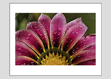 matted print - (African Daisy Gazania HV) - 11"x14"