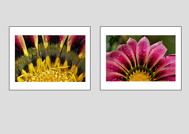 Both matted prints - (African Daisy Gazania) - 11"x14" each