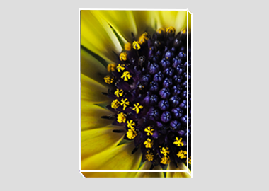 canvas print - (African Daisy HBV) - 8"x12"