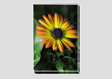canvas print - (African Daisy HV) - 8"x12"