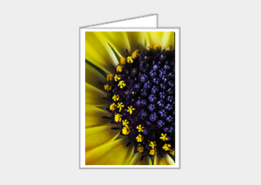 Fine art greeting card - (African Daisy HBV) – 4.5″x6.25″