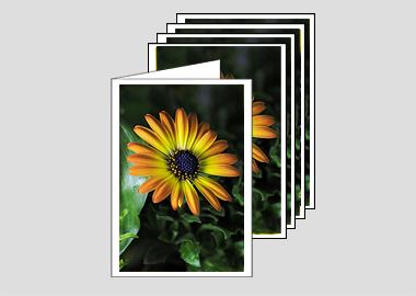 Package of 5 greeting cards - (African Daisy HV) – 4.5″x6.25″