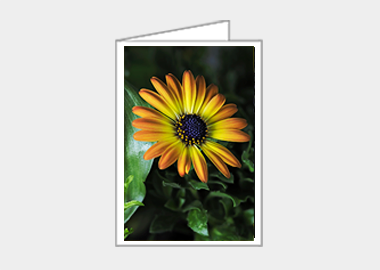Fine art greeting card - (African Daisy HV) – 4.5″x6.25″