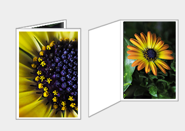 Fine art greeting card - (African Daisy) – 4.5″x6.25″