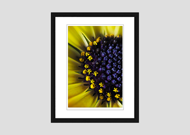 framed print - (African Daisy HBV) - 8"x10"