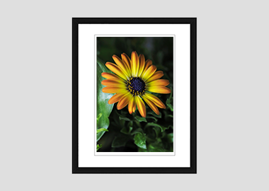 framed print - (African Daisy HV) - 8"x10"
