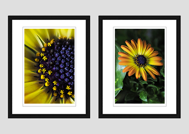 Both framed prints - (African Daisy) - 8"x10" each