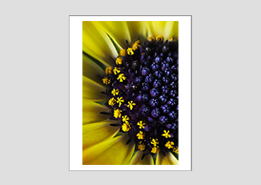 matted print - (African Daisy HBV) - 11"x14"