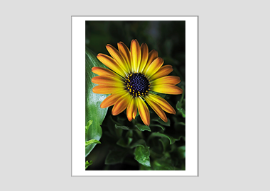 matted print - (African Daisy HV) - 11"x14"