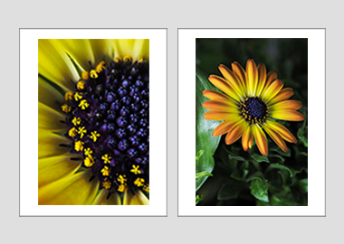 Both matted prints - (African Daisy) - 11"x14" each
