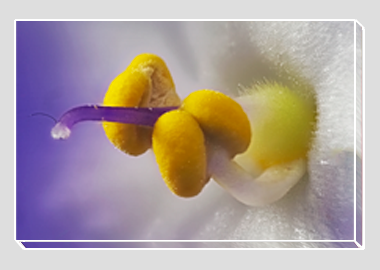 canvas print - (African Violet HBV) - 8"x12"