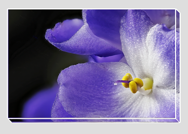 canvas print - (African Violet HV) - 8"x12"