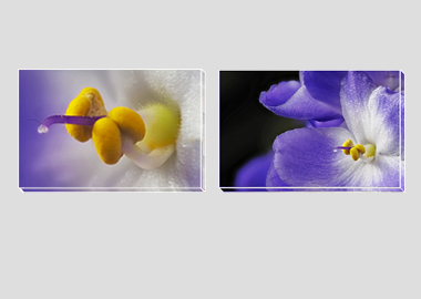 Both canvas prints - (African Violet) - 8"x12" each