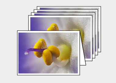 Package of 5 greeting cards - (African Violet HBV) – 4.5″x6.25″