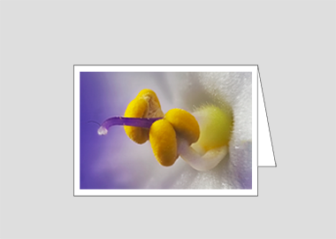 Fine art greeting card - (African Violet HBV) – 4.5″x6.25″