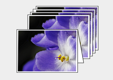 Package of 5 greeting cards - (African Violet HV) – 4.5″x6.25″