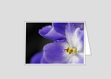 Fine art greeting card - (African Violet HV) – 4.5″x6.25″