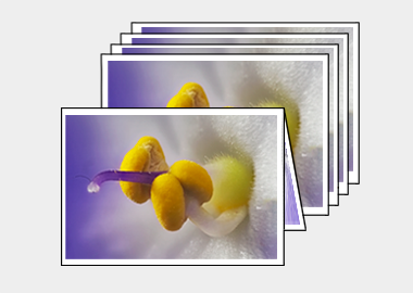 Package of 5 greeting cards - (African Violet) – 4.5″x6.25″