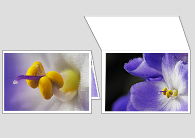 Fine art greeting card - (African Violet) – 4.5″x6.25″