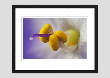 framed print - (African Violet HBV) - 8"x10"