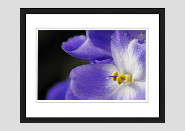 framed print - (African Violet HV) - 8"x10"
