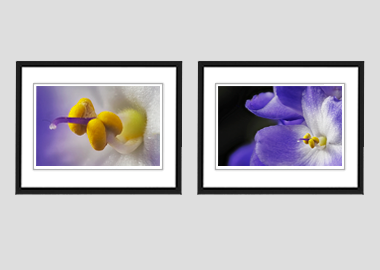 Both framed prints - (African Violet) - 8"x10" each