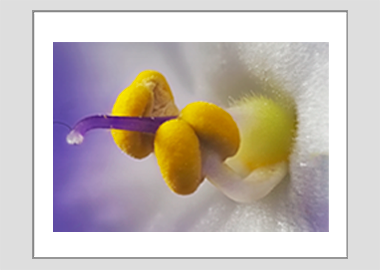 matted print - (African Violet HBV) - 11"x14"